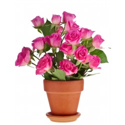 Sticker Fleur rose pot