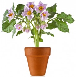 Sticker Fleur violet plante pot