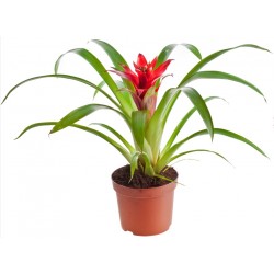 Sticker Fleur exotique rouge pot