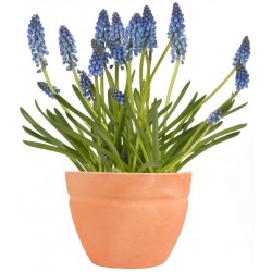 Sticker Fleur violet pot