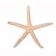 Sticker coquillage étoile de mer