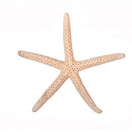 Sticker coquillage étoile de mer