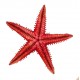 Sticker coquillage étoile rouge