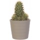 Sticker cactus pot gris
