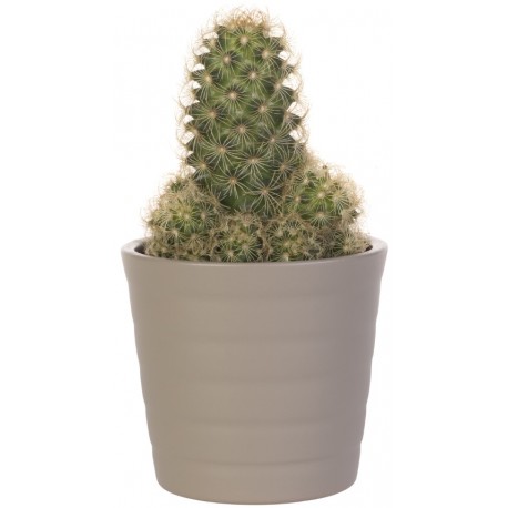 Sticker cactus pot gris