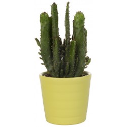 Sticker cactus pot vert