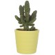 Sticker cactus pot jaune