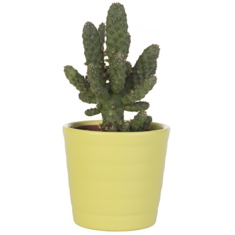 Sticker cactus pot jaune