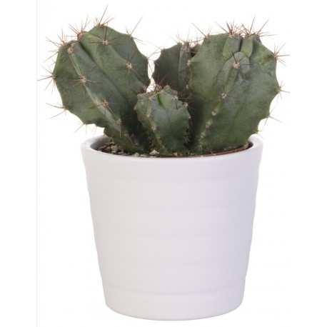 Sticker cactus pot blanc