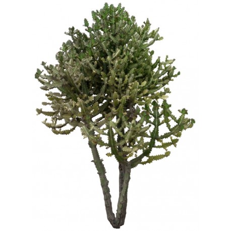 Sticker cactus decompose