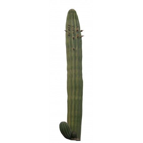 Sticker mural cactus