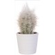 Autocollant cactus pot blanc