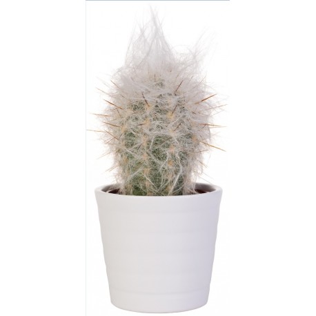 Autocollant cactus pot blanc
