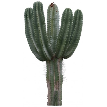 Autocollant cactus deco