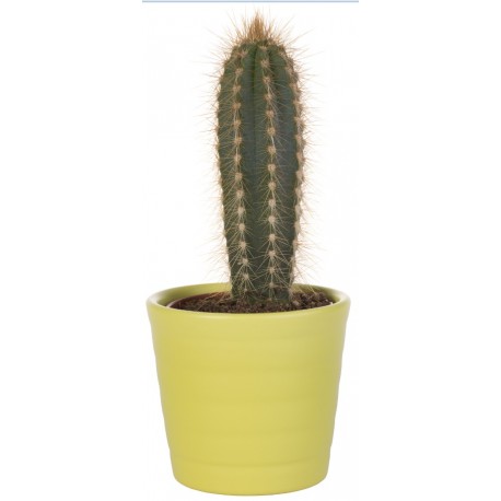 Sticker cactus vert épine