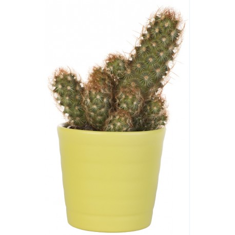 Sticker mimi cactus vert