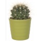 Autocollant cactus vert