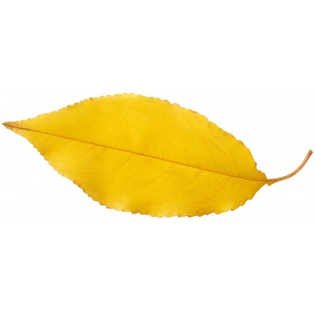 Sticker feuille d'arbre