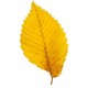 Sticker feuille d'arbre