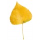 Sticker feuille d'arbre