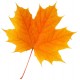 Sticker feuille d'arbre