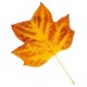 Sticker feuille d'arbre