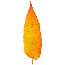 Sticker feuille d'arbre