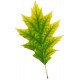 Sticker feuille d'arbre