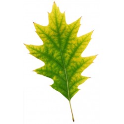 Sticker feuille d'arbre