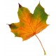 Sticker feuille d'arbre