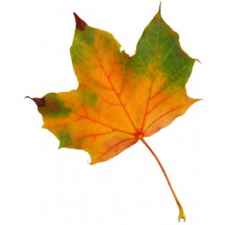 Sticker feuille d'arbre