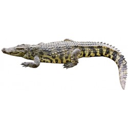 Sticker crocodile