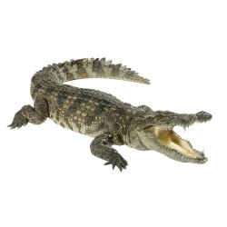 Sticker crocodile vert jaune