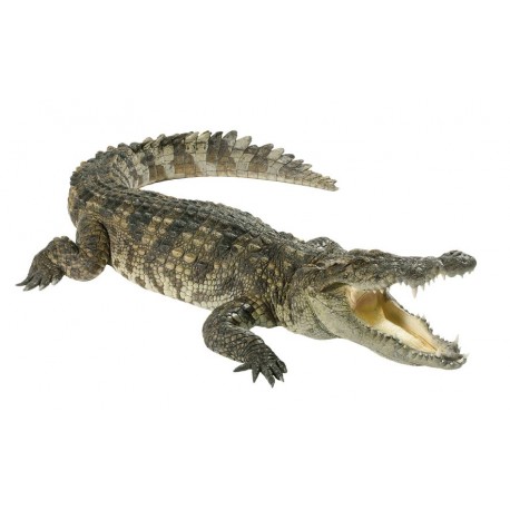 Sticker crocodile vert jaune