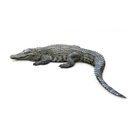 Sticker crocodile alligator