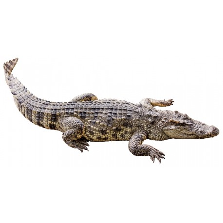 Sticker crocodile alligator
