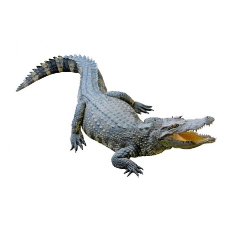 Sticker crocodile alligator