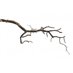 Sticker bois branche arbre