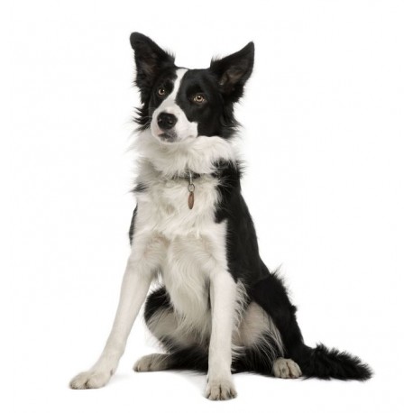 Sticker chien border noir et blanc