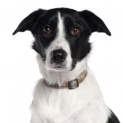 Sticker chien border noir et blanc