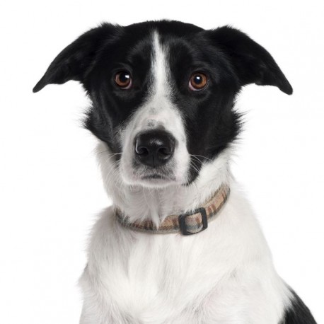 Sticker chien border noir et blanc