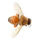 Sticker abeille