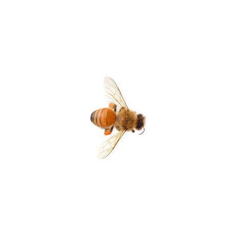 Sticker abeille