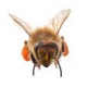 Sticker abeille