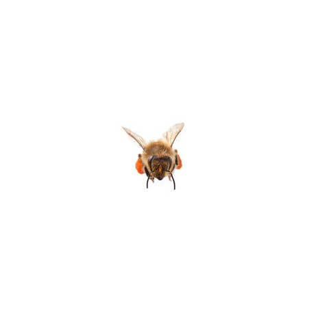 Sticker abeille