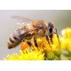 Sticker abeille