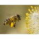 Sticker abeille