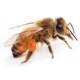 Sticker abeille