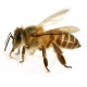 Sticker abeille