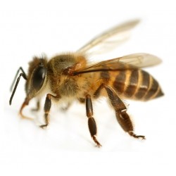 Sticker abeille